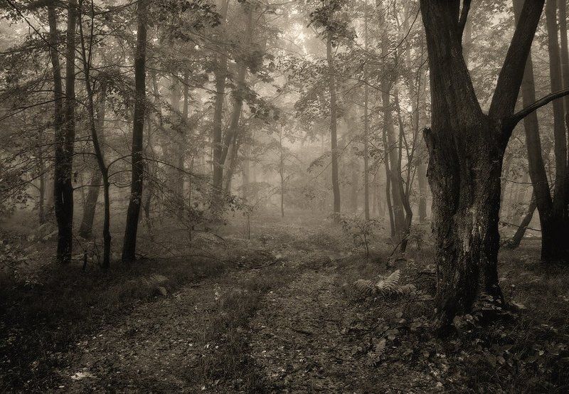 Сонная лощина фото превью