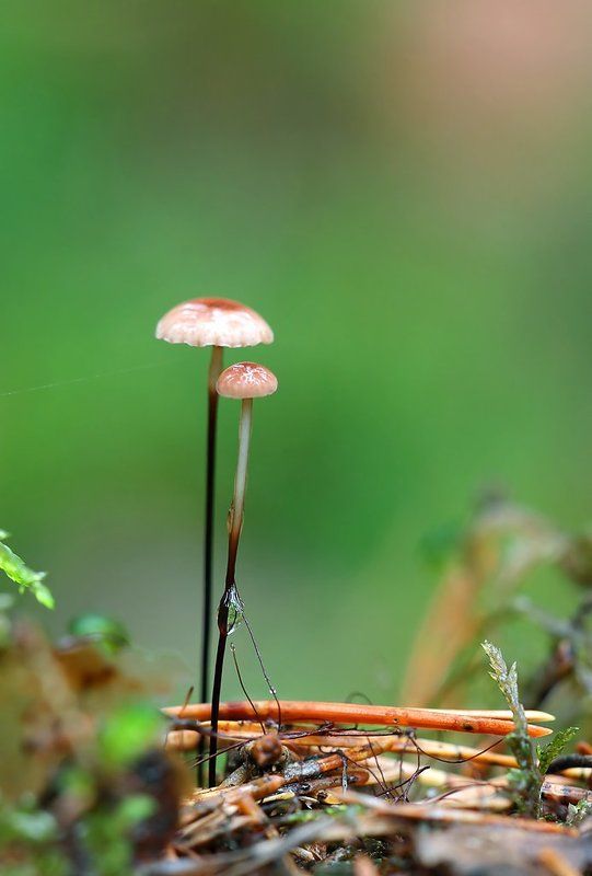 Братаны на тонких ножках фото превью