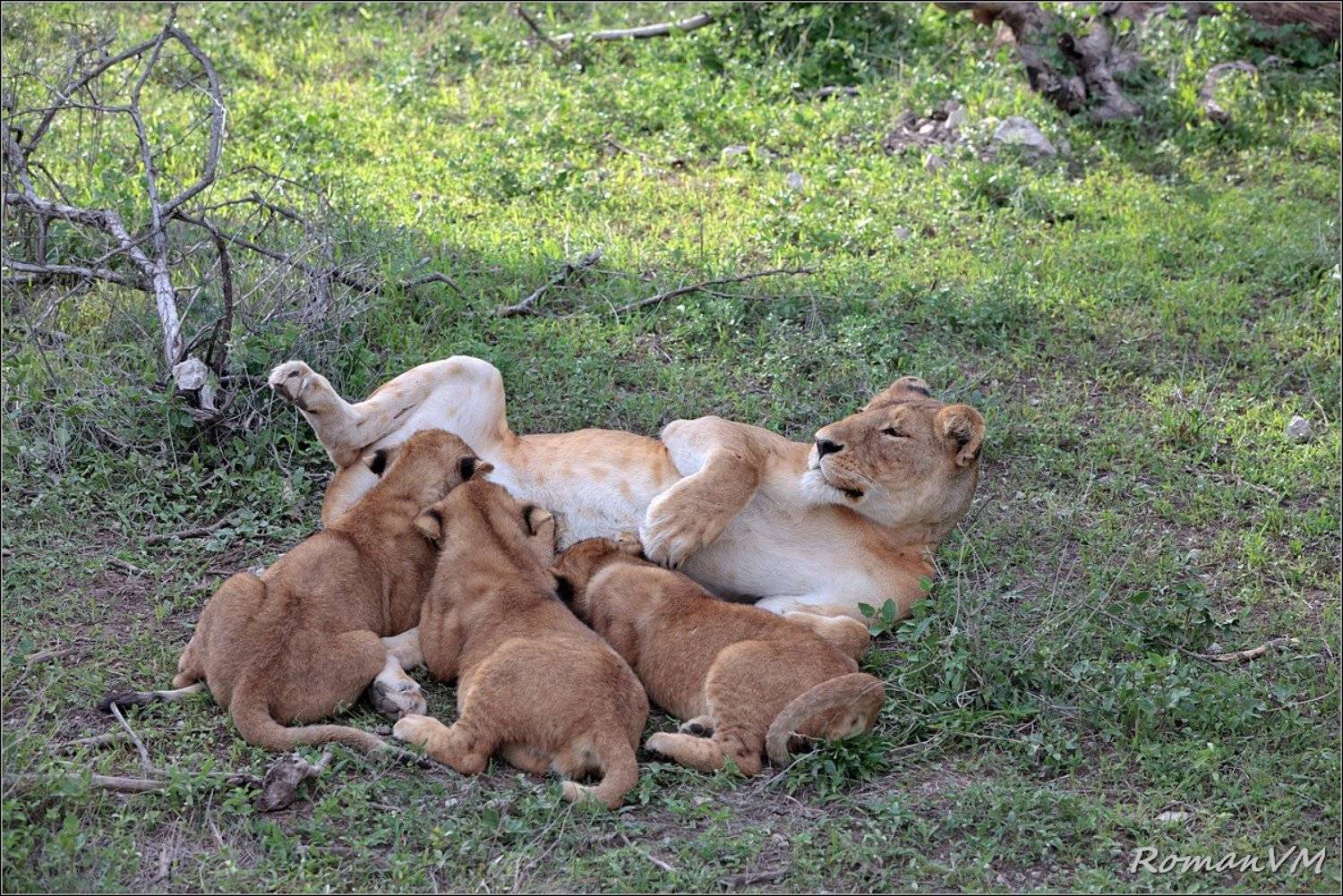 африка, тазания, серенгети, лев, Роман Мурушкин