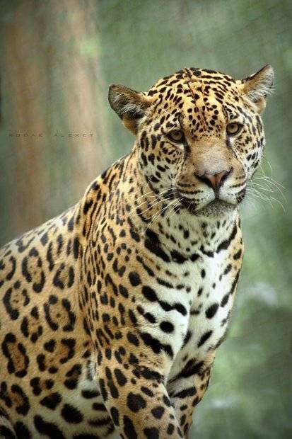 , Алексей Родак