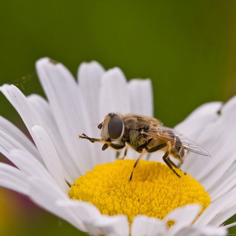макро,журчалка,hoverfly,flower fly,schwebfliege,stehfliege,schwirrfliege,syrphidae Ромашковый трон фото превью