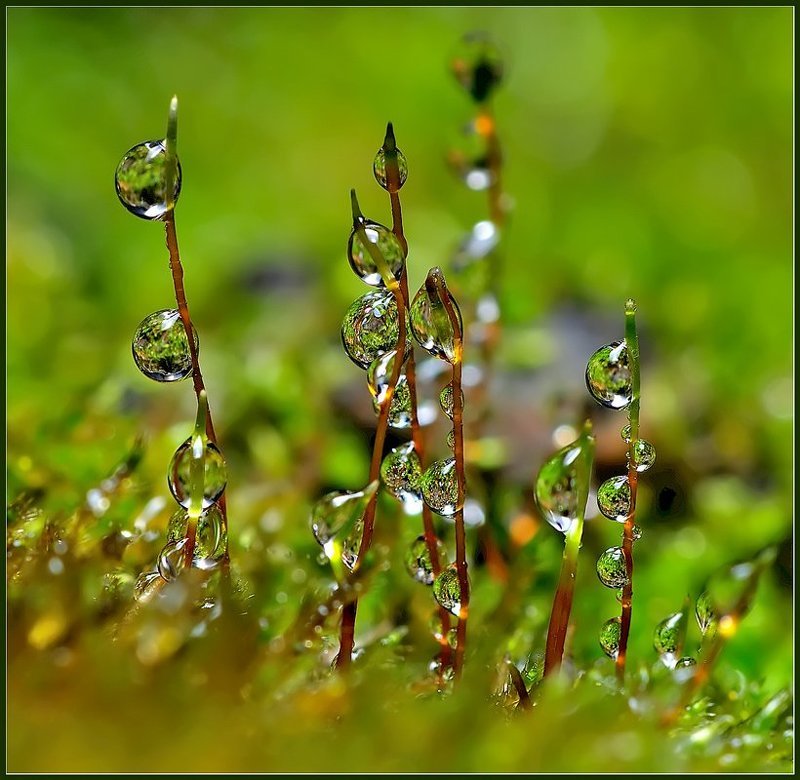 Изумрудные. фото превью