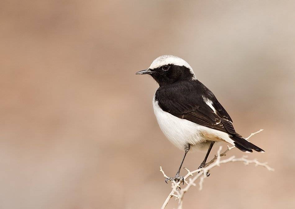траурная, каменка, Alena
