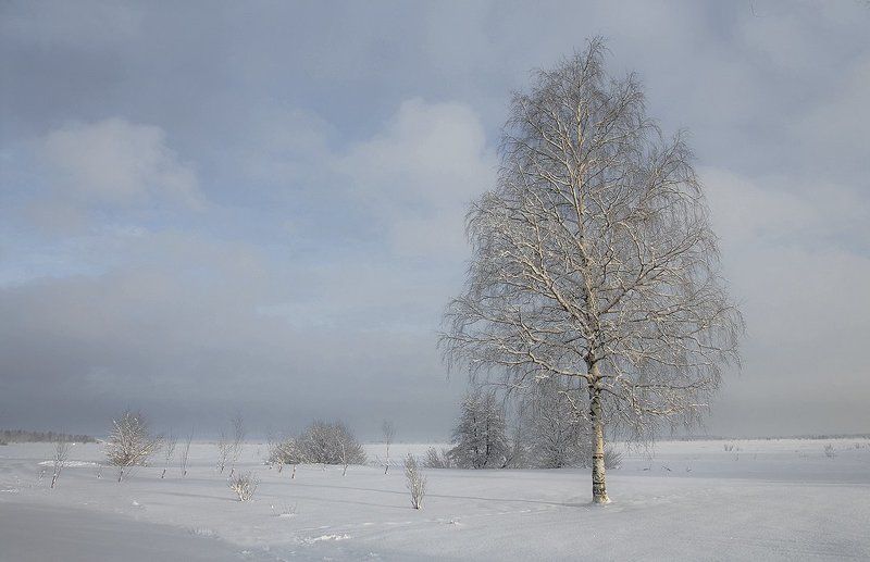 ....во поле берёза... фото превью