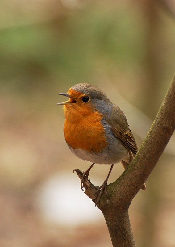 малиновка фото превью