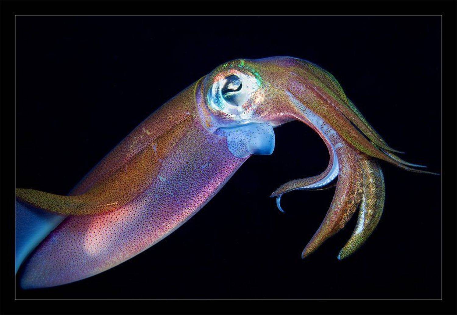 кальмар, макро, ночь, танцы, встреча, дахаб, Нарчук Андрей