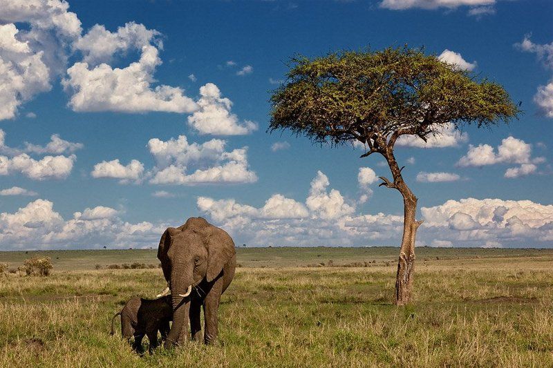 Слоны в саванне фото превью