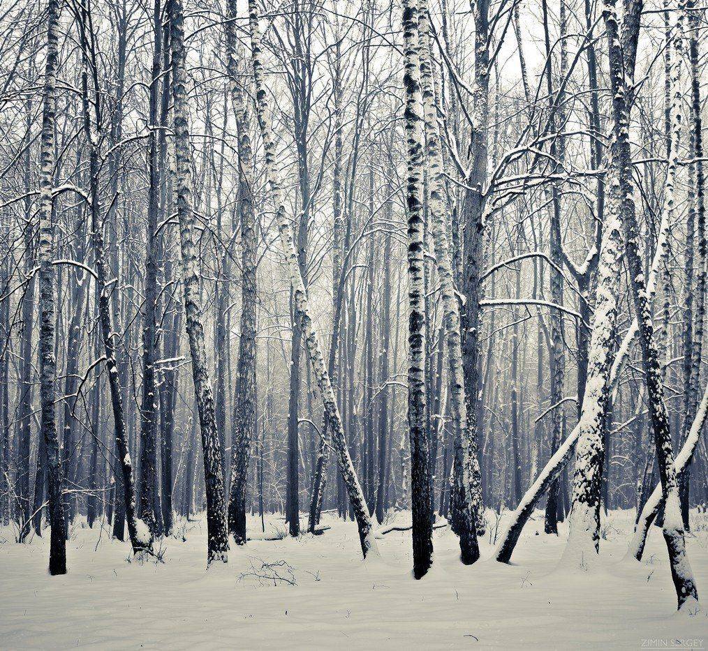 , Сергей Зимин