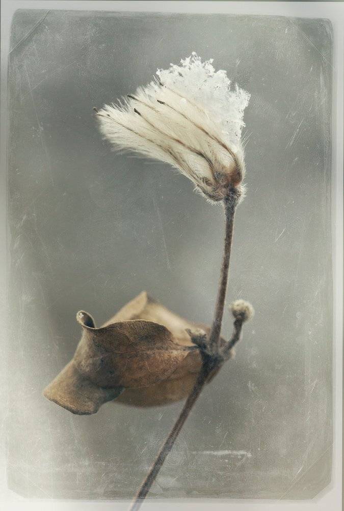 , Владимир Точаненко