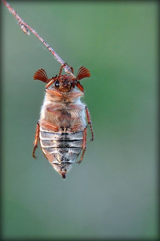 макро, майский жук Последний кадр и падаю! :) фото превью