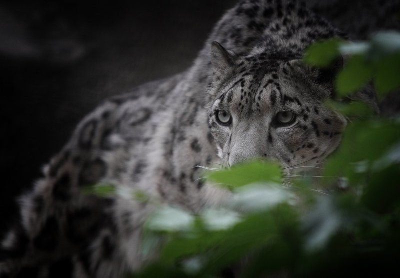 Ирбис фото превью