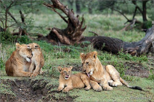 Банный день.