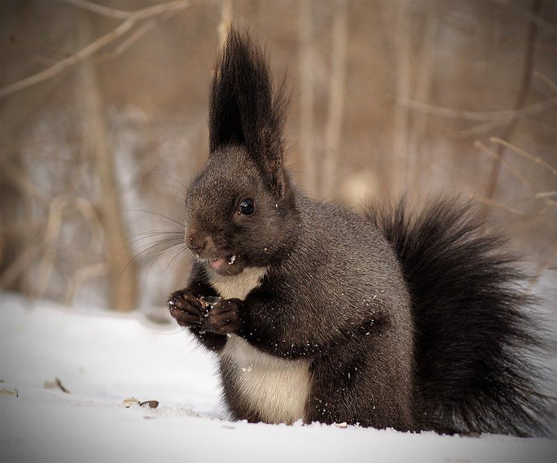 белка дальневосточная фото превью