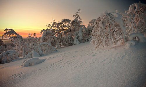 Под снежной пеленой