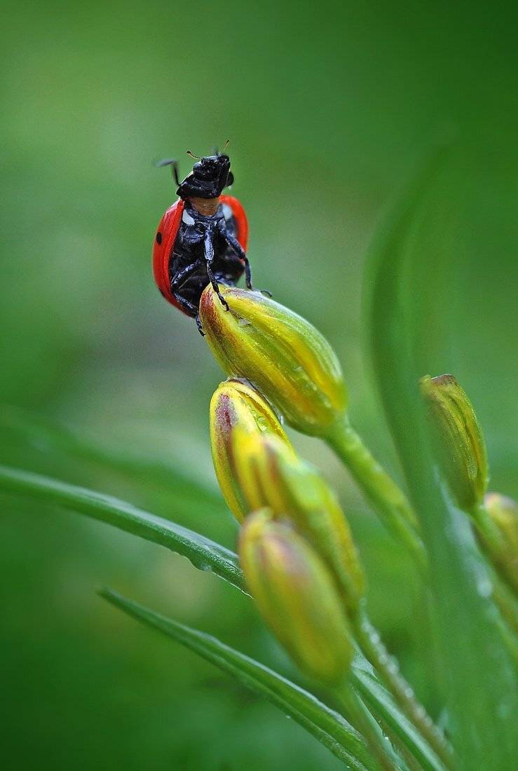 коровка, Петриченко Валерий