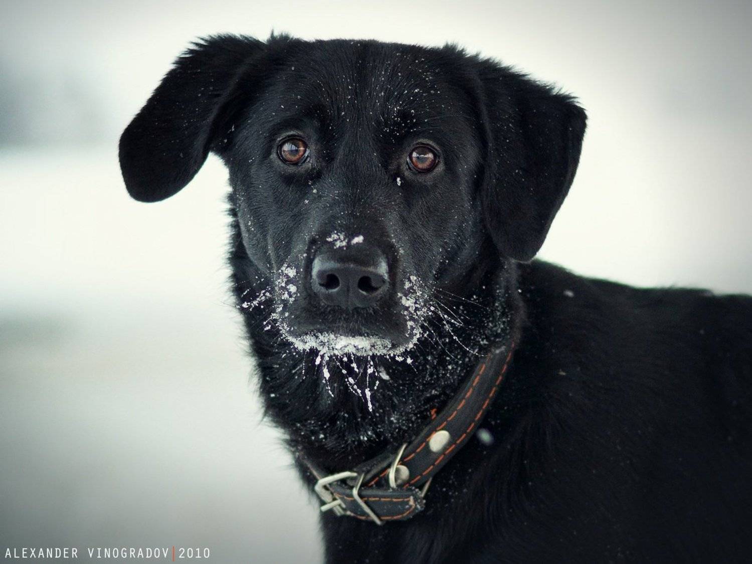 , Александр Виноградов