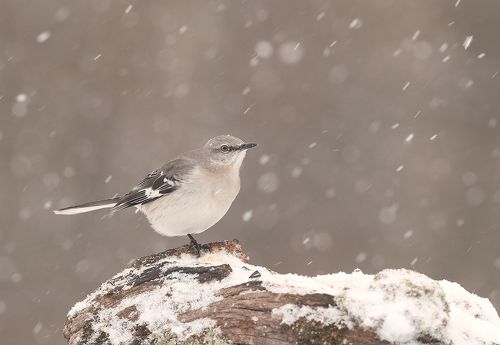 Многоголосый пересмешник  - Northern Mockingbird