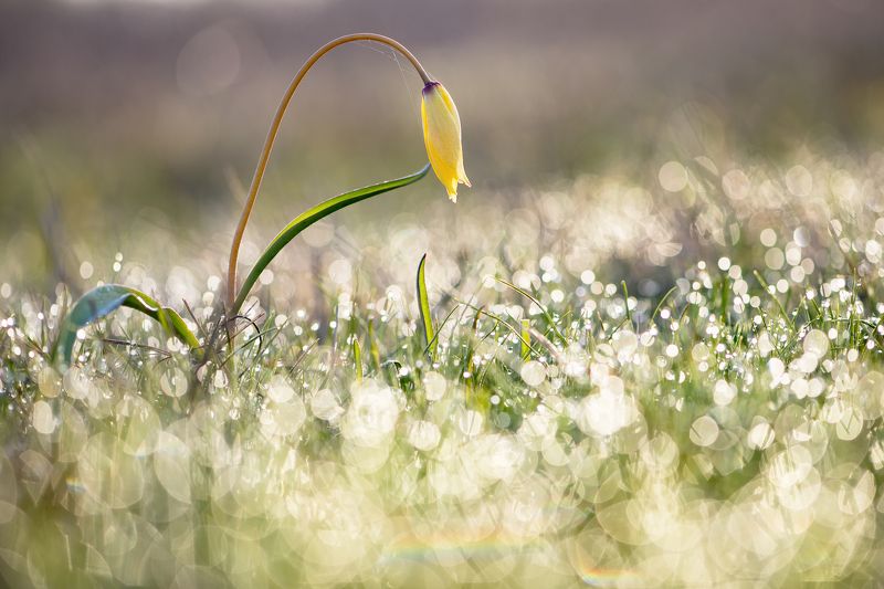 цветы,цветок,макро,растения,тюльпан,природа,бокэ,роса Купаясь в росе фото превью