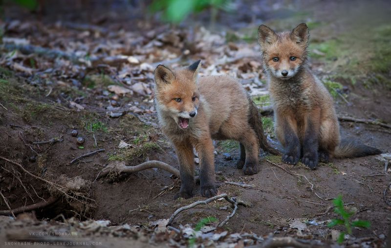 лиса, фотоохота, анималистика, дикая природа, природа, лес, животные, nature, wildlife, fox, animal, wildlifephoto Лисята фото превью