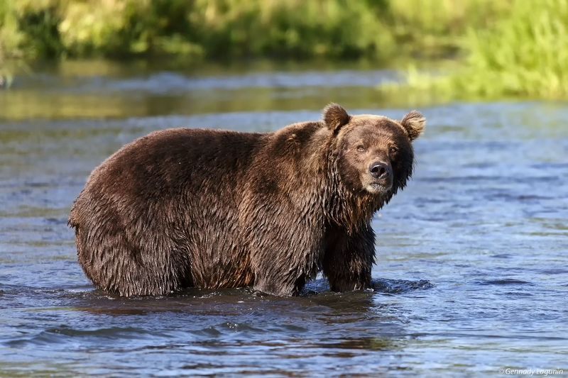 медведь, камчатка, bear, kamchatka, river Утро на реке фото превью