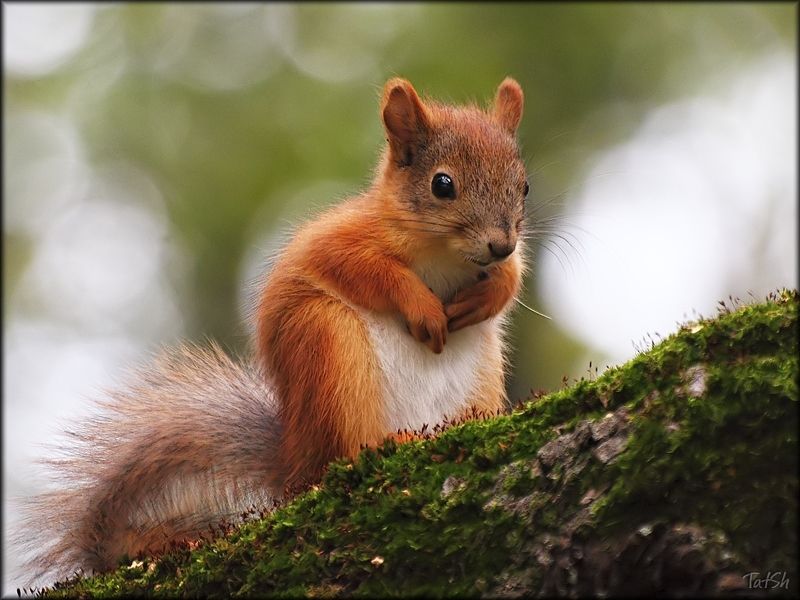белка, бельчонок, фауна, животные Малыш фото превью