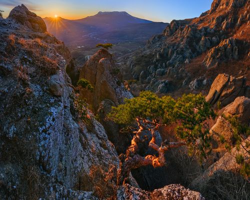 Вечернее созерцание бонсая в Долине Привидений