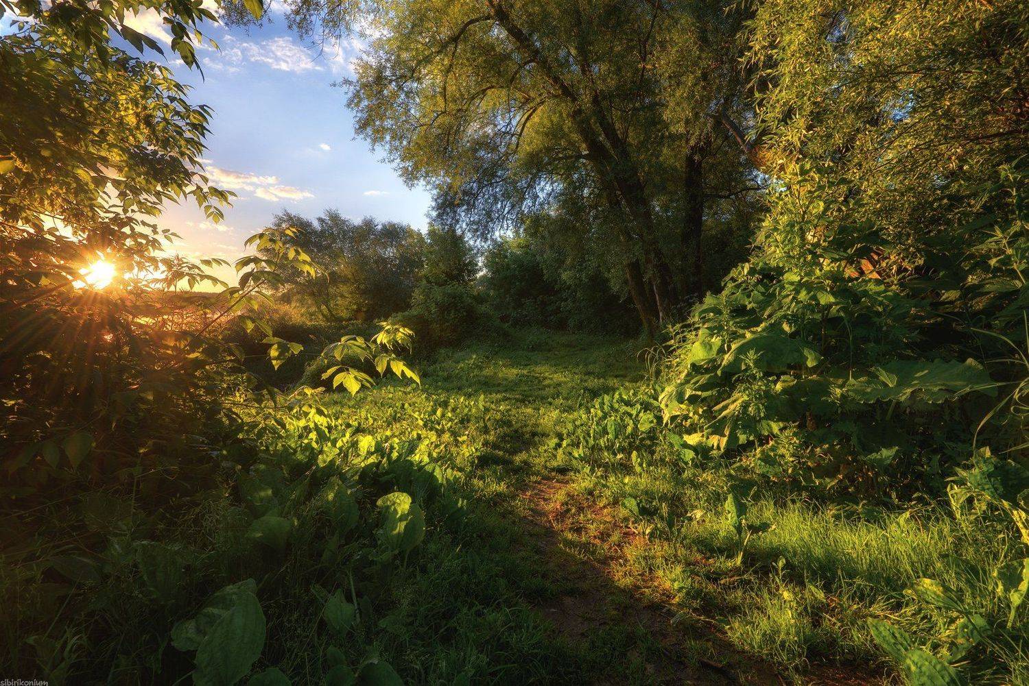 пейзаж лето солнце подмосковье утро, Морозов Юрий