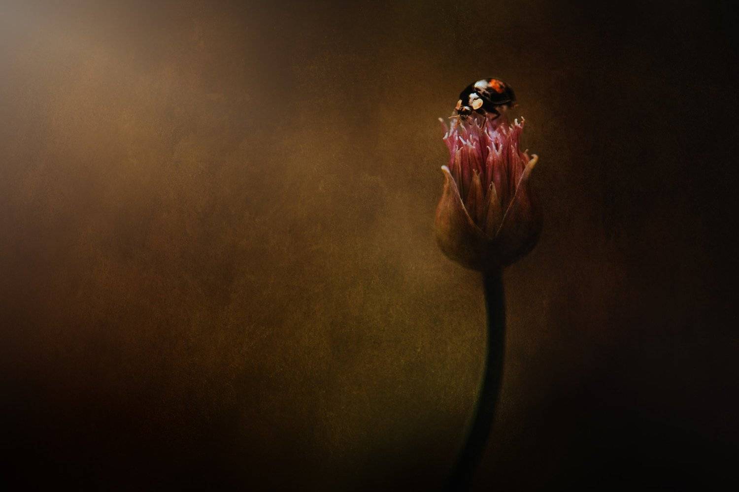 , Kristina Zvinakeviciute