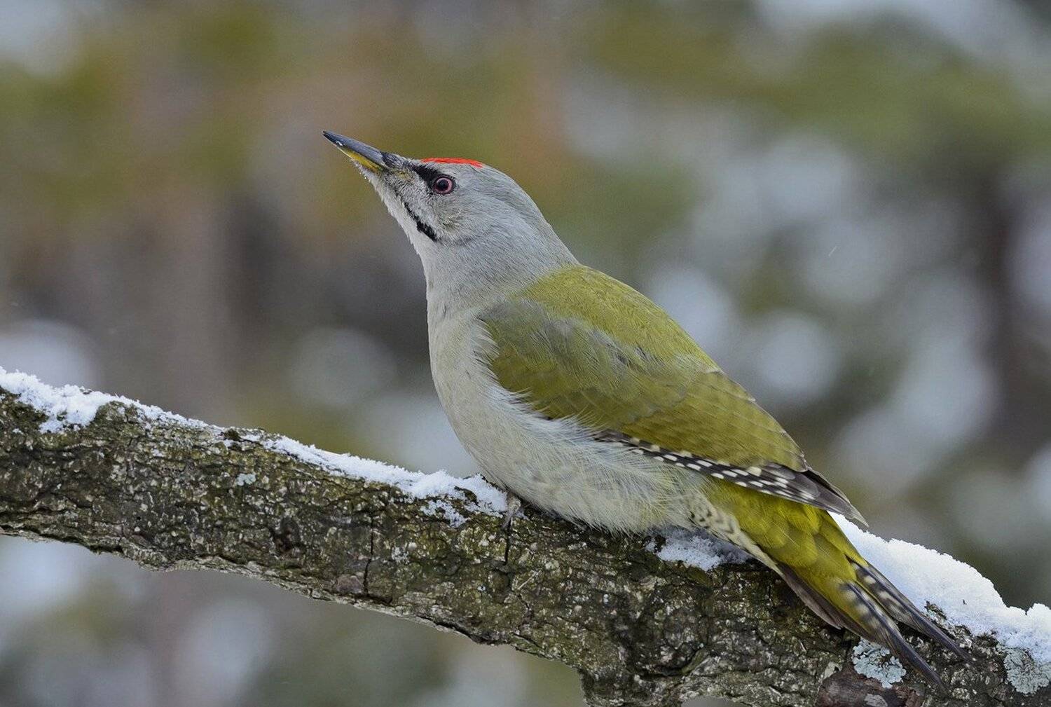седой дятел,самец,сук,снег,бор, Иван