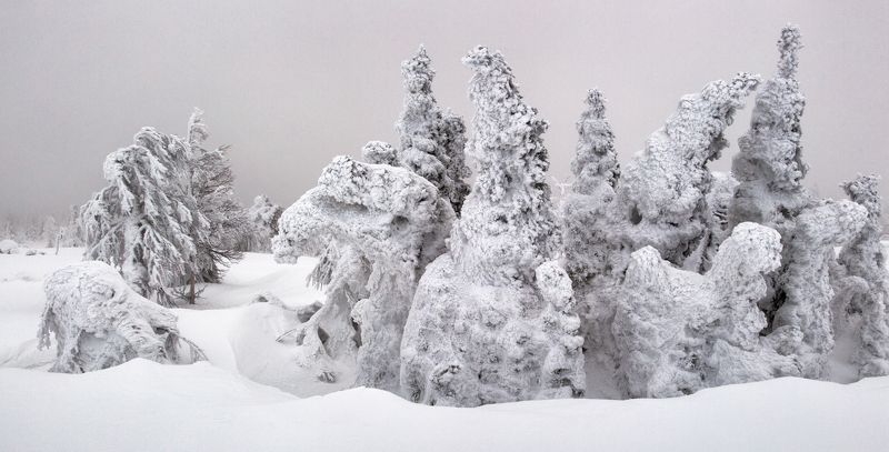 зима, снег, деревья, фактура, горы, урал, мороз, путешествия, снежные фигуры, антон селезнев Елки фото превью