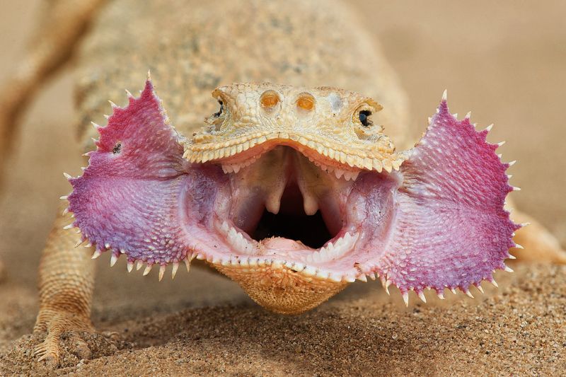 Портрет ушастой круглоголовки фото превью