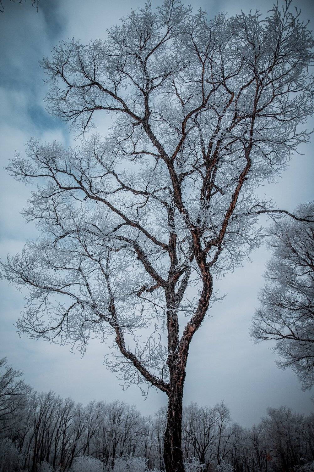 , Сигида Дмитрий