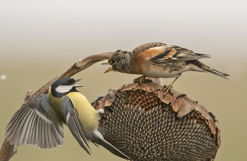 подсолнечник фото превью