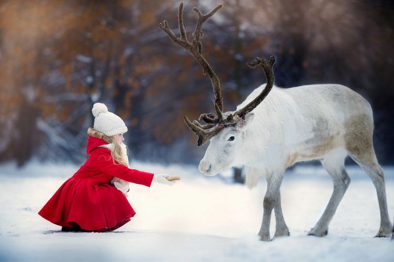 Герда, девочка, северный олень, зима, снег, сказка Угощение. фото превью