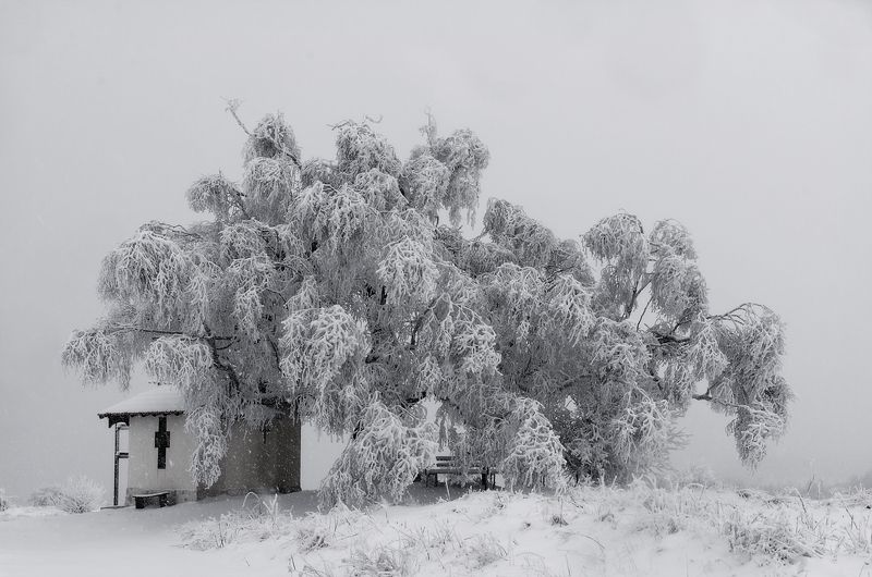 The Old Birch фото превью