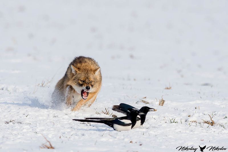jackal,winter,snow,wildlife,landscape,run,action,fury,range,run jackal фото превью