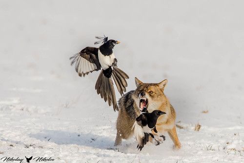 hunters