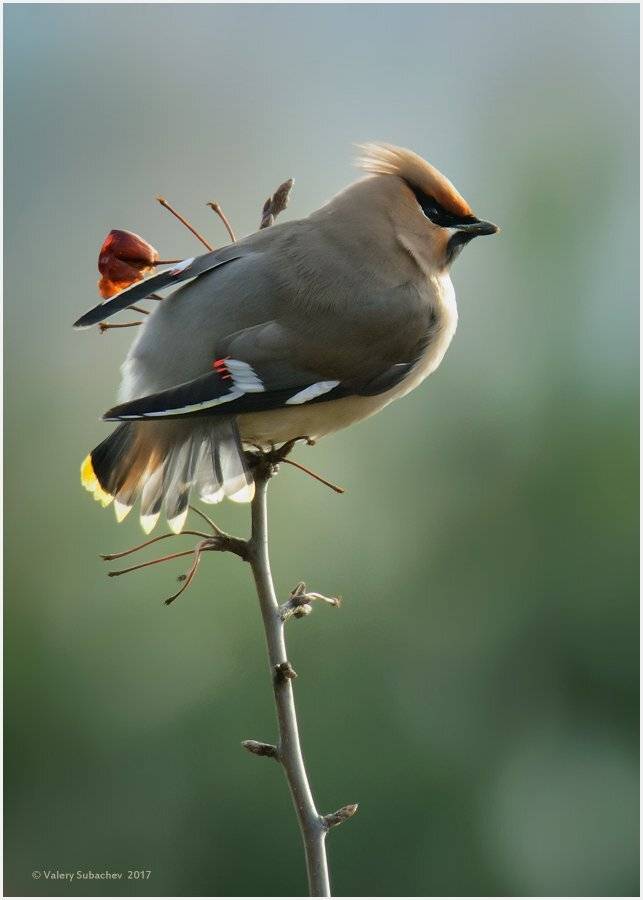 , Валерий Субачев