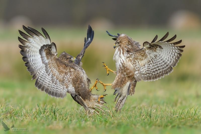 Myszołowy, Common Buzzard (Buteo buteo) ... 2018r фото превью