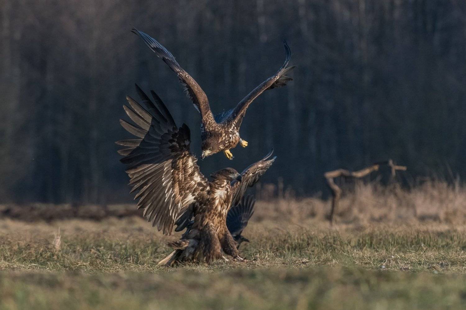 Orzeł bielik, Haliaeetus albicilla, bielik zwyczajny, White-tailed Sea Eagle, Sea Eagle, Dominik Chrzanowski