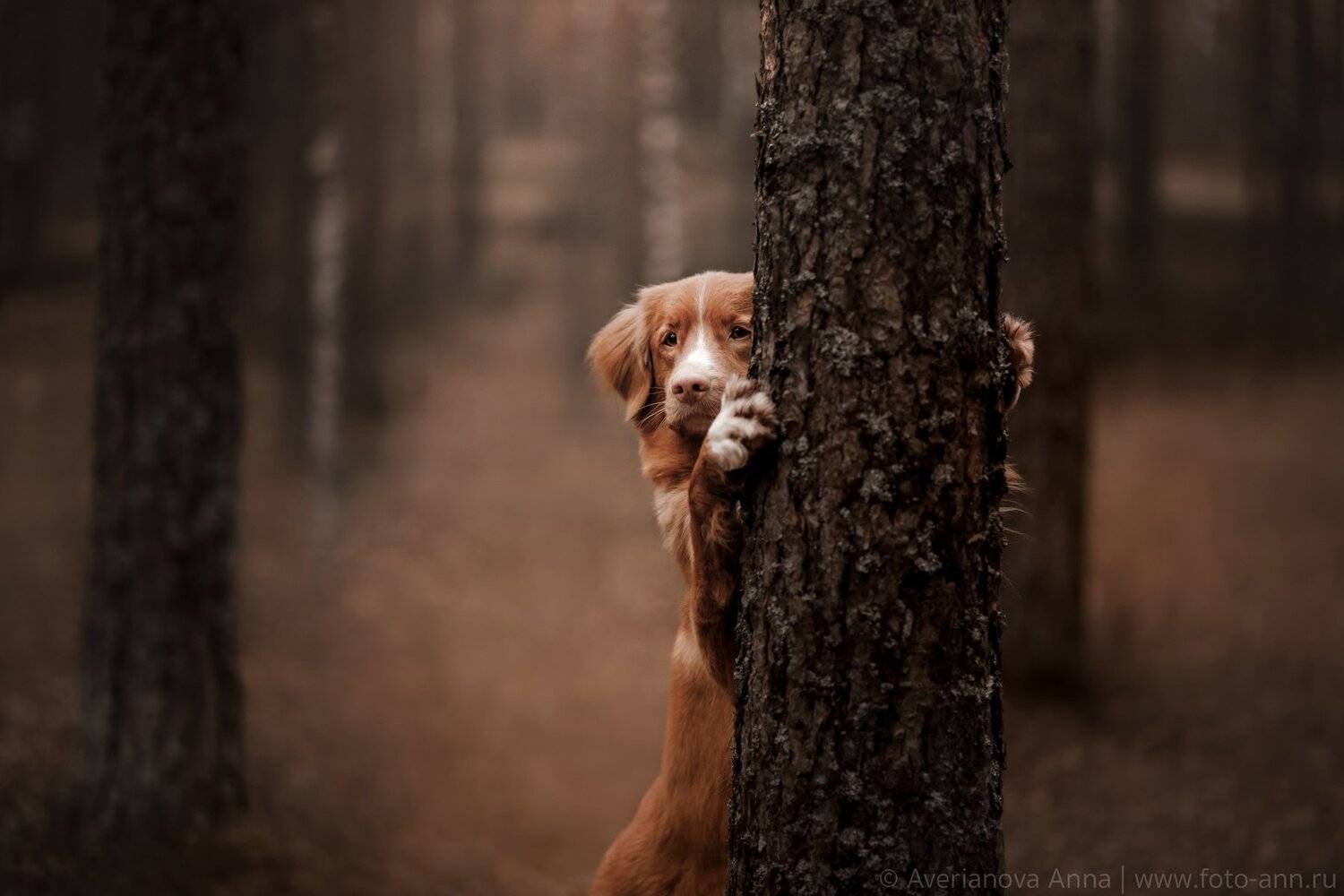 собака, лес, природа, Анна Аверьянова