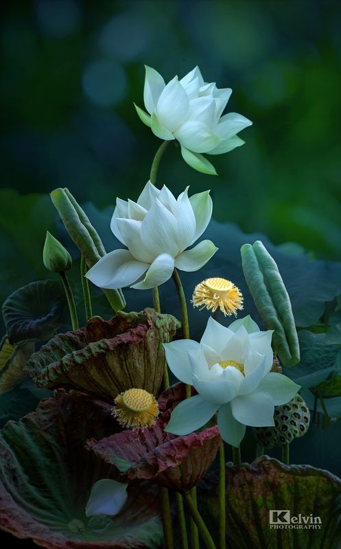 Hoa Sen фото превью