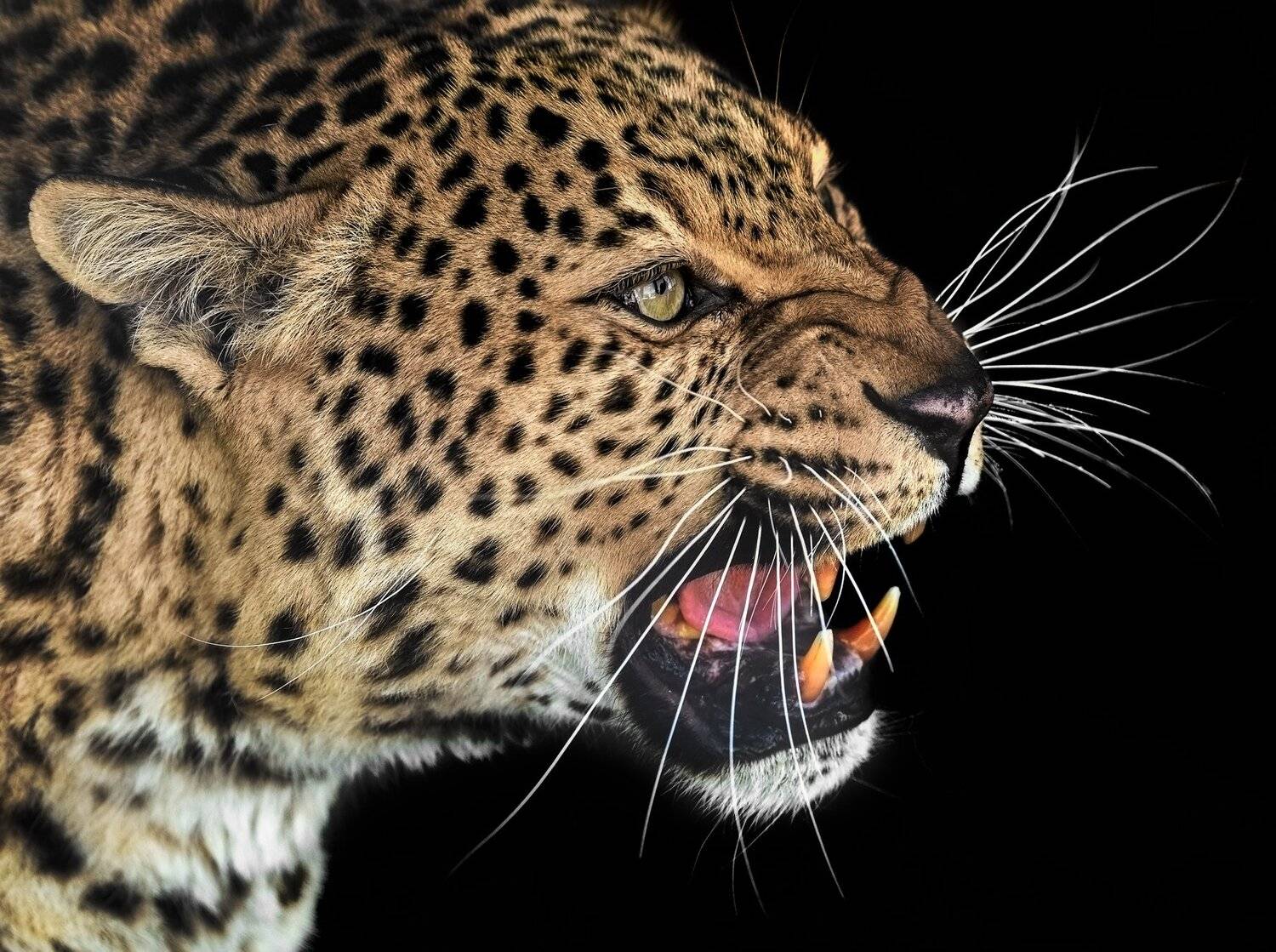 леопард, Олег Богданов