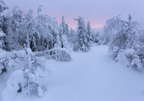 Северный рассвет