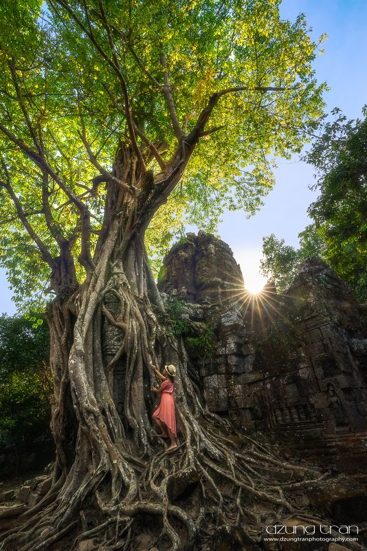 Angkor\'s giant tree фото превью