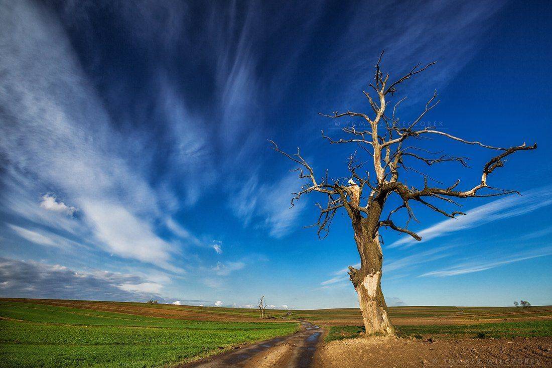 poland, polish, colours, sky, morning, sunrise, sunset, spring, fields, senility, tree, clouds, wind, Tomasz Wieczorek