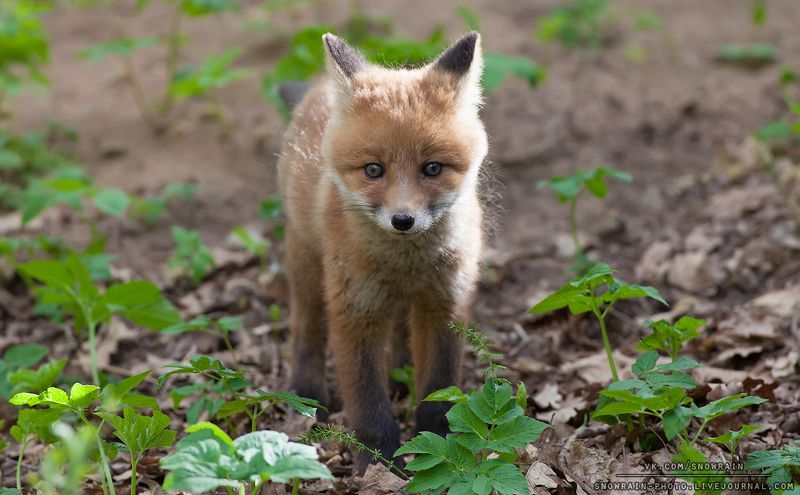 лиса, фотоохота, анималистика, дикая природа, природа, лес, животные, nature, wildlife, fox, animal, wildlifephoto Лисенок фото превью