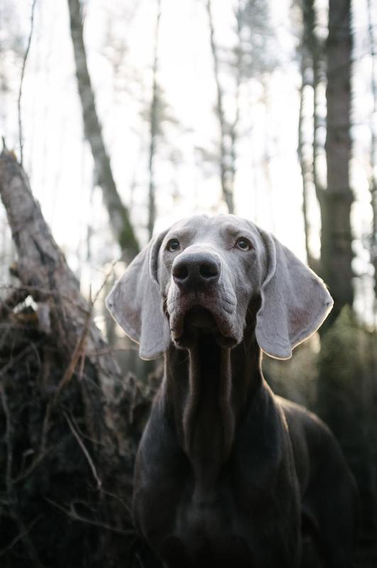 Джим фото превью