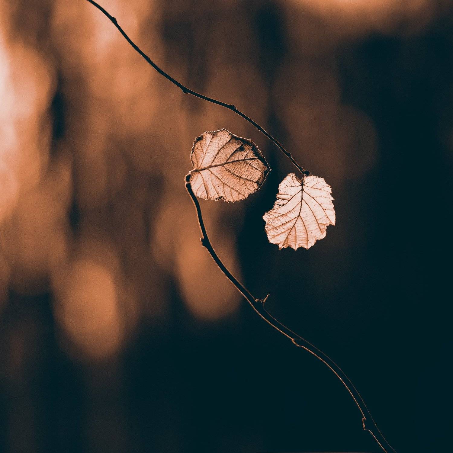 , Kristina Zvinakeviciute