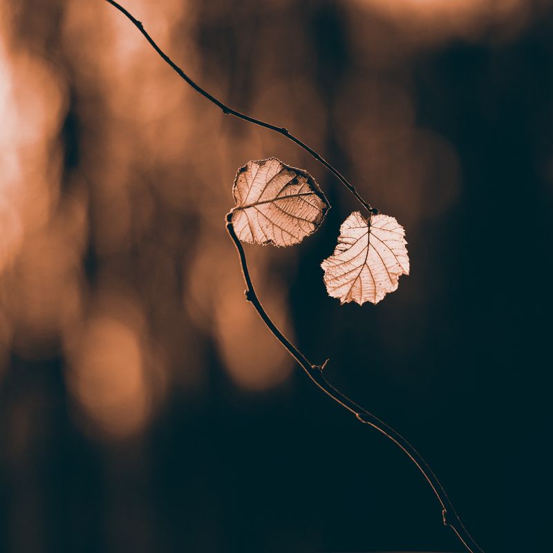 Осенняя любовь фото превью